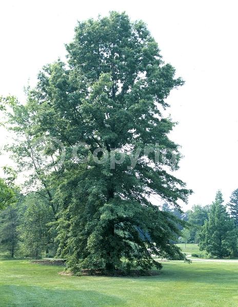 Brown blooms; Deciduous; Broadleaf; North American Native