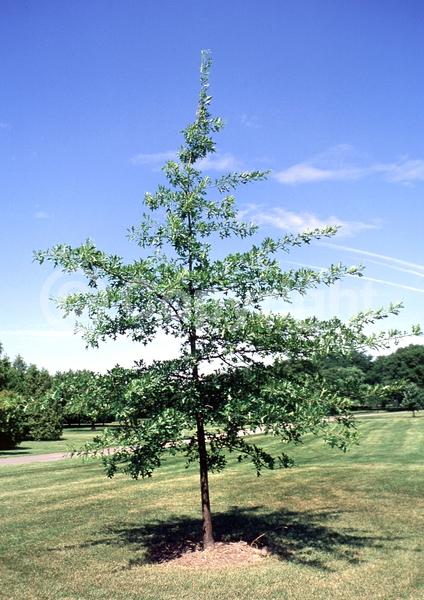 Brown blooms; Deciduous; Broadleaf; North American Native