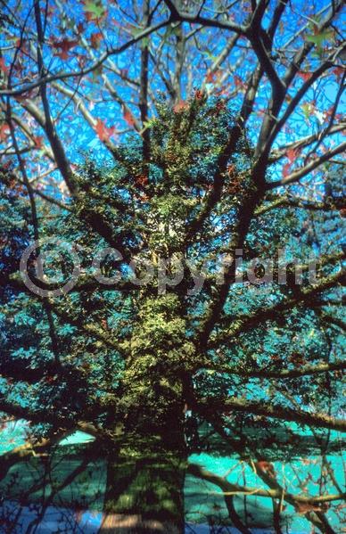 Brown blooms; Deciduous; Broadleaf; North American Native