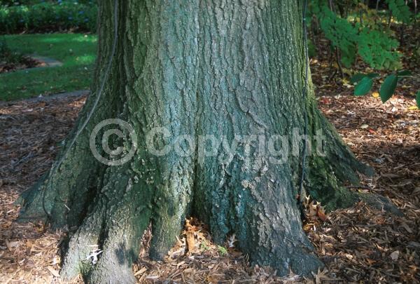 Brown blooms; Deciduous; Broadleaf; North American Native