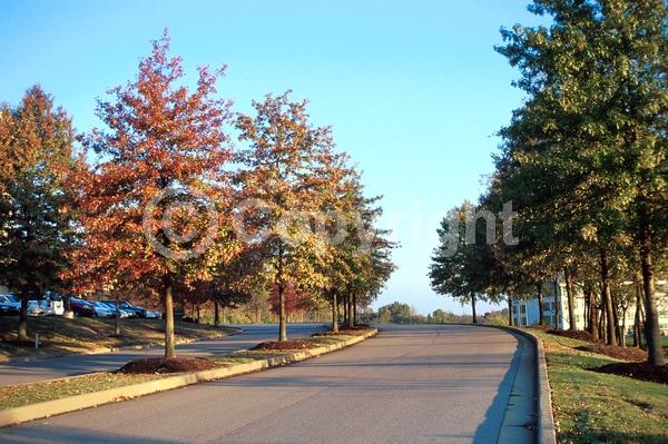 Brown blooms; Deciduous; Broadleaf; North American Native