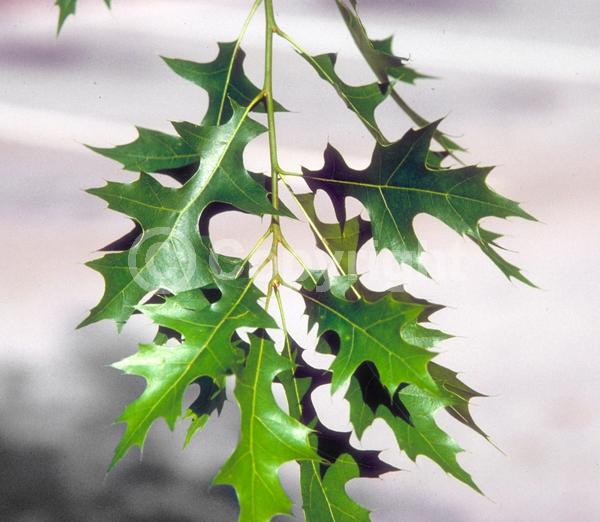 Brown blooms; Deciduous; Broadleaf; North American Native