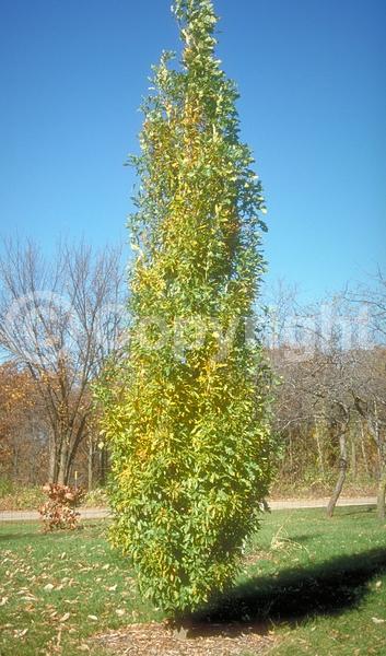 Brown blooms; Deciduous; Broadleaf