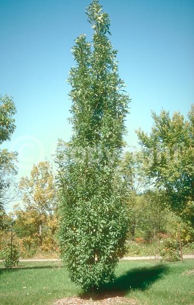 Brown blooms; Deciduous; Broadleaf