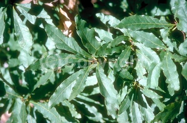 Brown blooms; Deciduous; Broadleaf