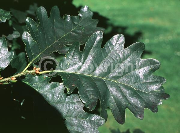 Brown blooms; Deciduous; Broadleaf
