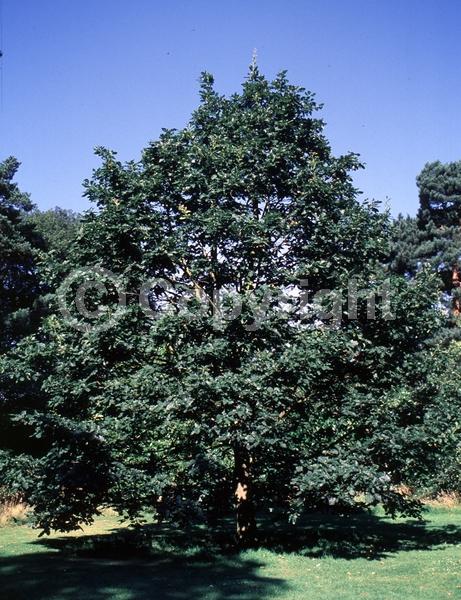 Brown blooms; Deciduous; Broadleaf