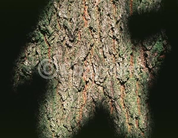 Brown blooms; Deciduous; Broadleaf
