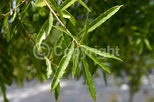 Deciduous; Broadleaf