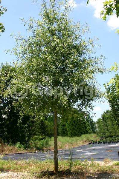 Deciduous; Broadleaf