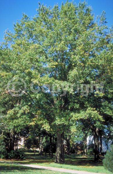 Brown blooms; Deciduous; Broadleaf; North American Native