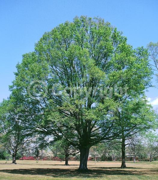 Brown blooms; Deciduous; Broadleaf; North American Native