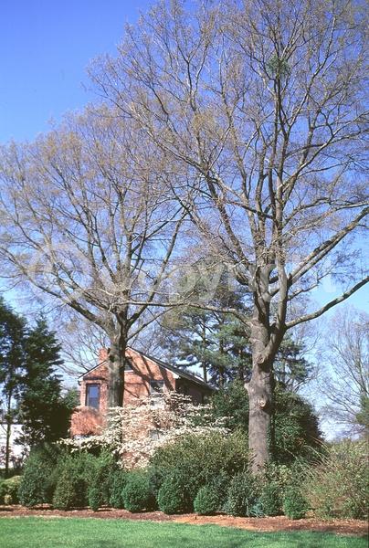 Brown blooms; Deciduous; Broadleaf; North American Native
