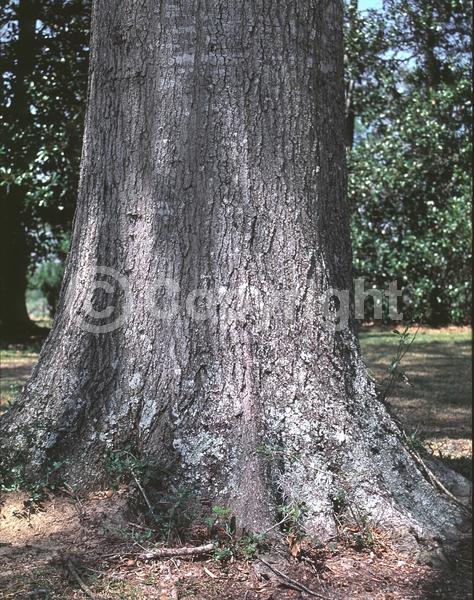 Brown blooms; Deciduous; Broadleaf; North American Native