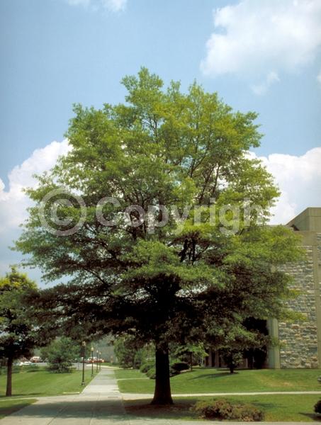 Brown blooms; Deciduous; Broadleaf; North American Native