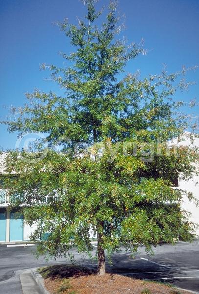 Brown blooms; Deciduous; Broadleaf; North American Native