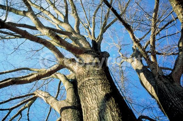 Brown blooms; Deciduous; Broadleaf; North American Native