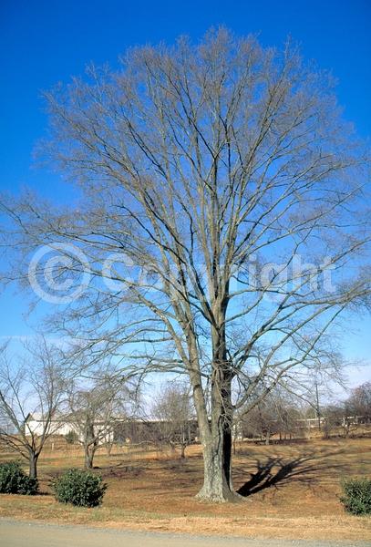 Brown blooms; Deciduous; Broadleaf; North American Native