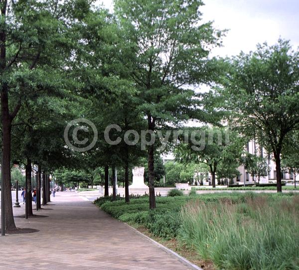 Brown blooms; Deciduous; Broadleaf; North American Native
