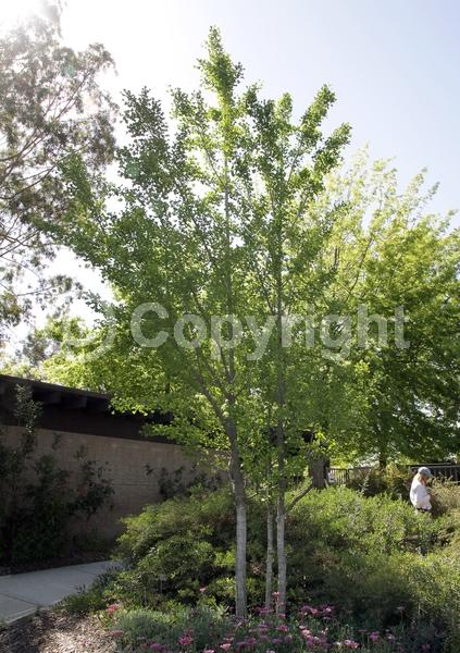 Brown blooms; Deciduous; Broadleaf; North American Native