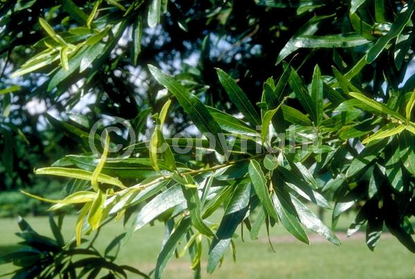 Brown blooms; Deciduous; Broadleaf; North American Native