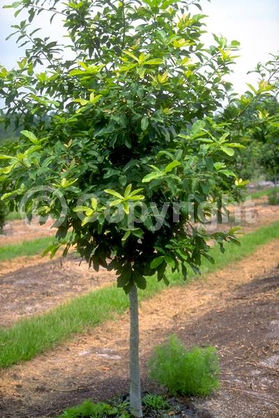 Yellow blooms; Semi-evergreen; North American Native