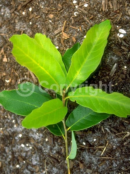 Yellow blooms; Semi-evergreen; North American Native