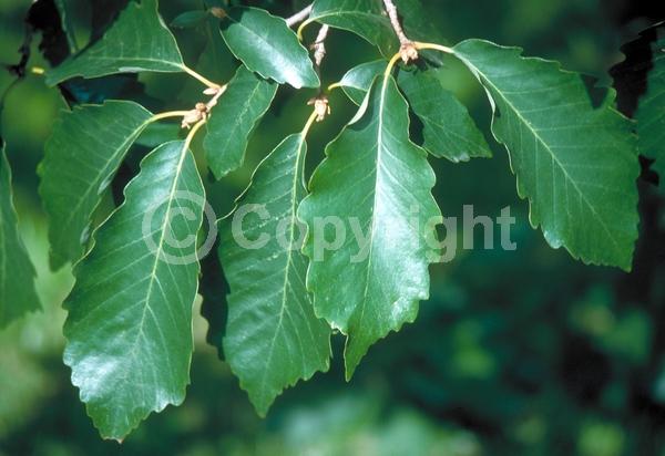 Brown blooms; Deciduous; Broadleaf; North American Native