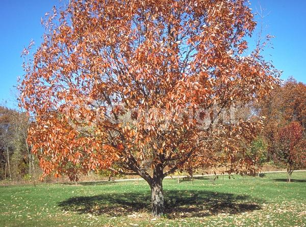 Brown blooms; Deciduous; Broadleaf; North American Native