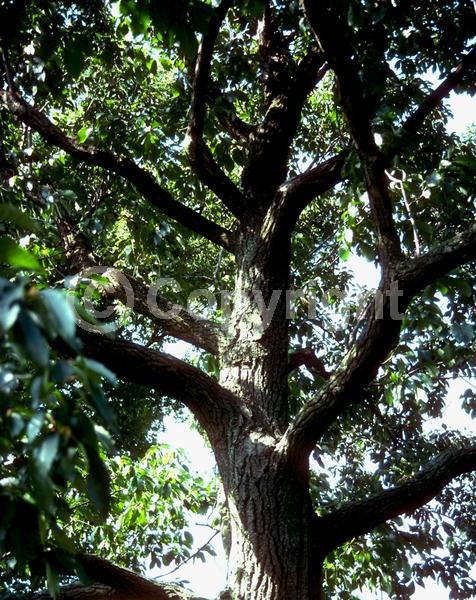 Brown blooms; Deciduous; Broadleaf; North American Native