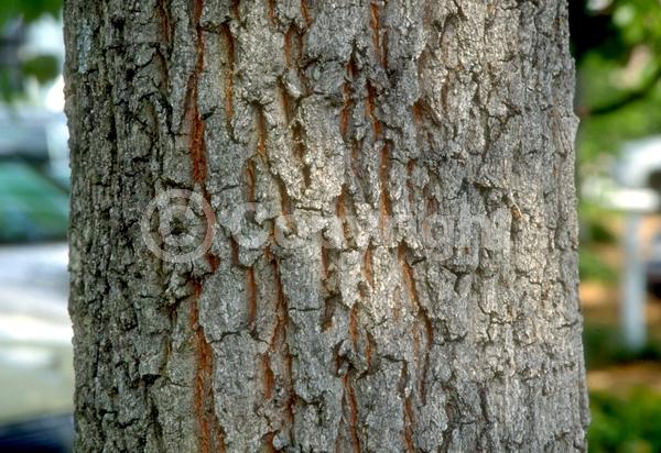 Brown blooms; Deciduous; Broadleaf; North American Native