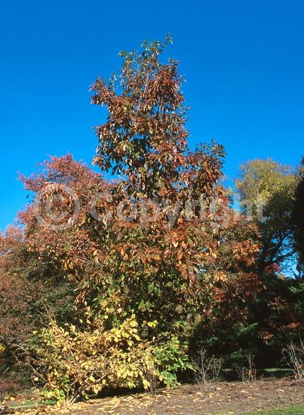 Brown blooms; Deciduous; Broadleaf; North American Native