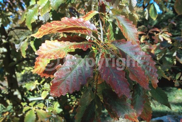 Brown blooms; Deciduous; Broadleaf; North American Native