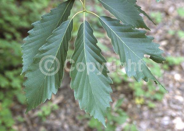 Brown blooms; Deciduous; Broadleaf; North American Native