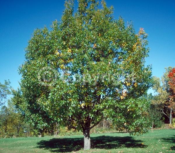 Brown blooms; Deciduous; Broadleaf; North American Native