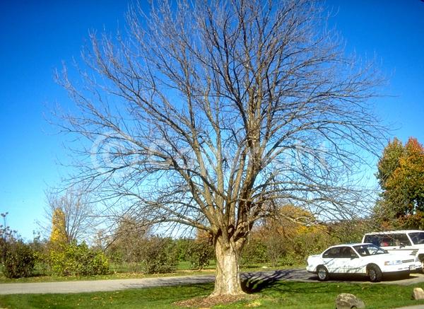 Brown blooms; Deciduous; Broadleaf; North American Native