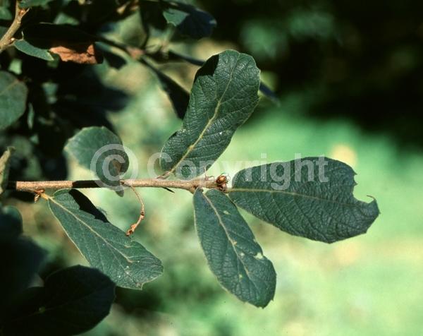 Yellow blooms; Evergreen; North American Native