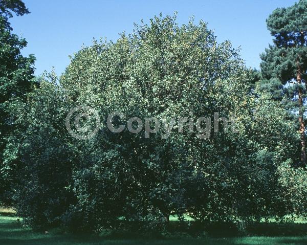 Yellow blooms; Evergreen; North American Native