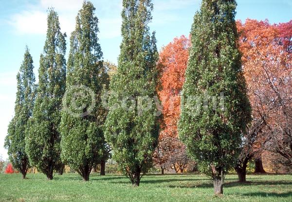 Brown blooms; Deciduous; Broadleaf