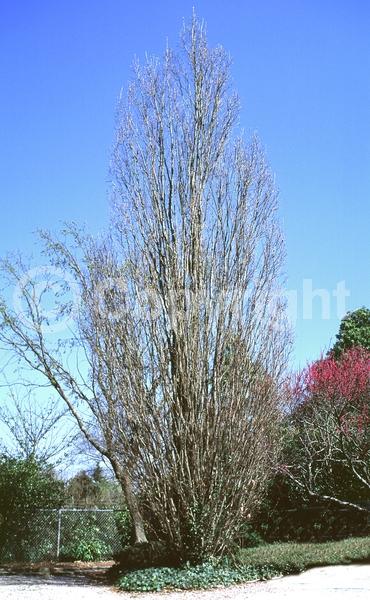 Brown blooms; Deciduous; Broadleaf