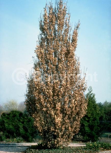 Brown blooms; Deciduous; Broadleaf
