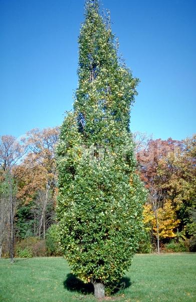 Brown blooms; Deciduous; Broadleaf