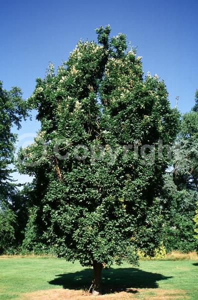 Brown blooms; Deciduous; Broadleaf