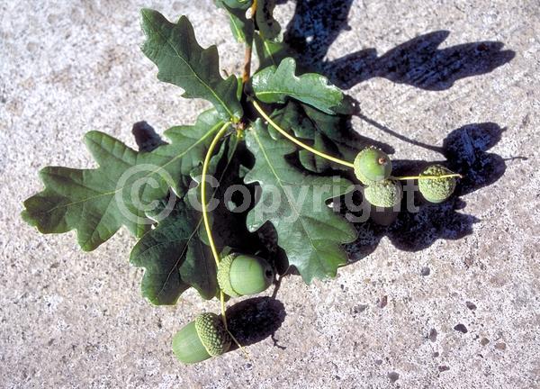 Brown blooms; Deciduous; Broadleaf