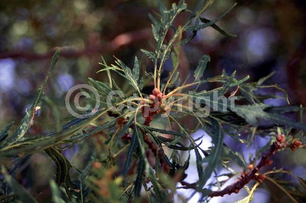 Brown blooms; Deciduous; Broadleaf