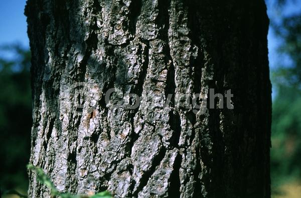 Brown blooms; Deciduous; Broadleaf