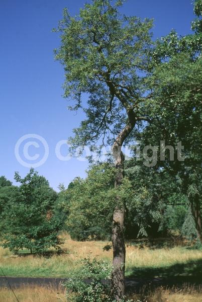 Brown blooms; Deciduous; Broadleaf