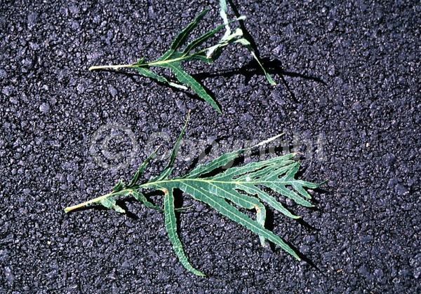 Brown blooms; Deciduous; Broadleaf