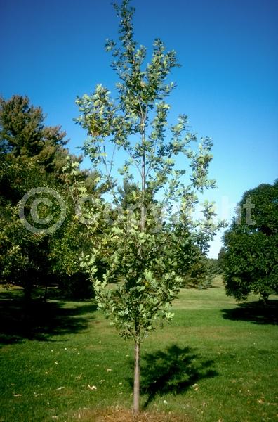 Brown blooms; Deciduous; Broadleaf