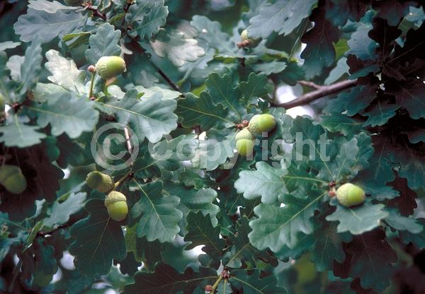 Brown blooms; Deciduous; Broadleaf